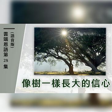 像树一样长大的信心