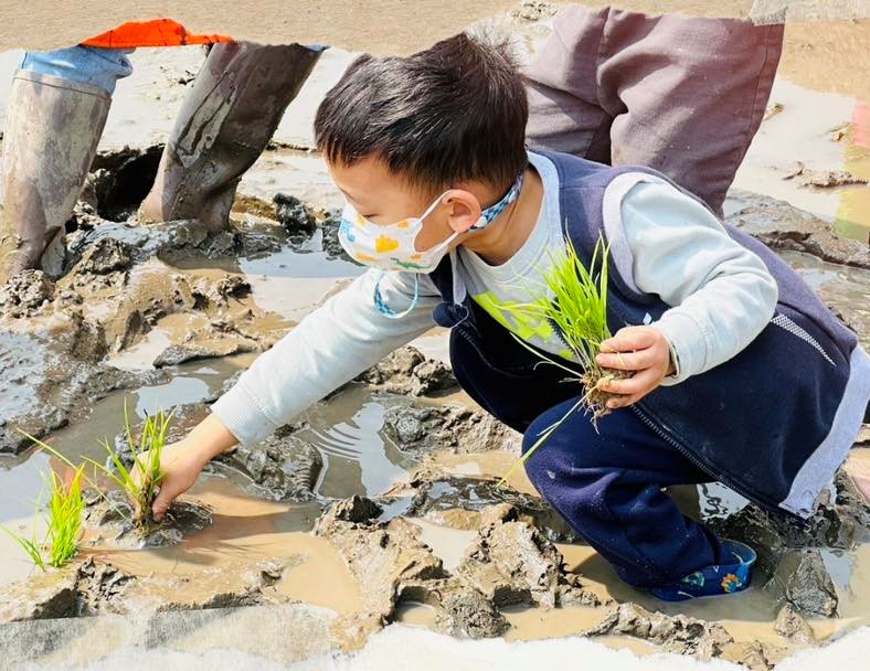 五谷非营利幼儿园“见稻公馆”教学主题，孩子们学习种稻