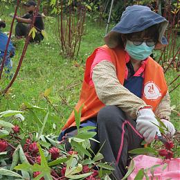 「伊起爱嘉」农务服务体验工作队 热烈招募中